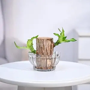 Green Lucky Brazil Wood potted plant with lush green leaves and a brown pot.