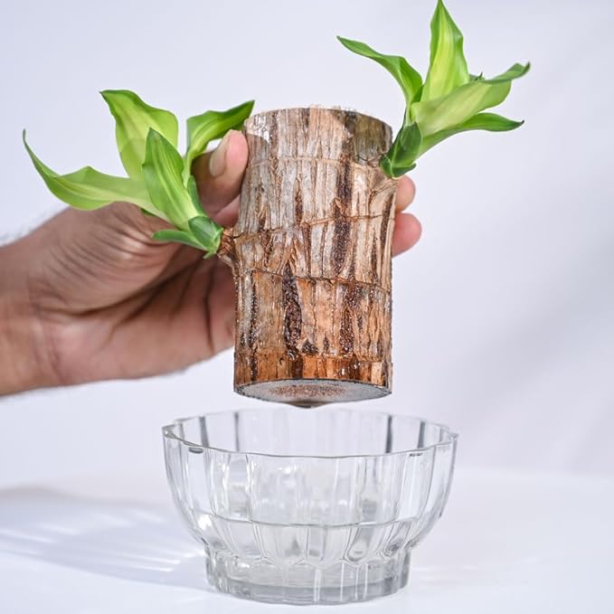 lucky brazilwood potted plant Lucky Brazil Wood Potted Plants (2-Pack)