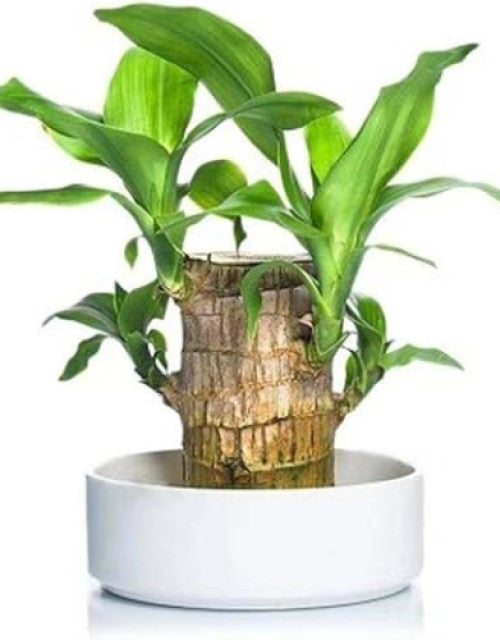 Healthy single Brazilian lucky bamboo live plant